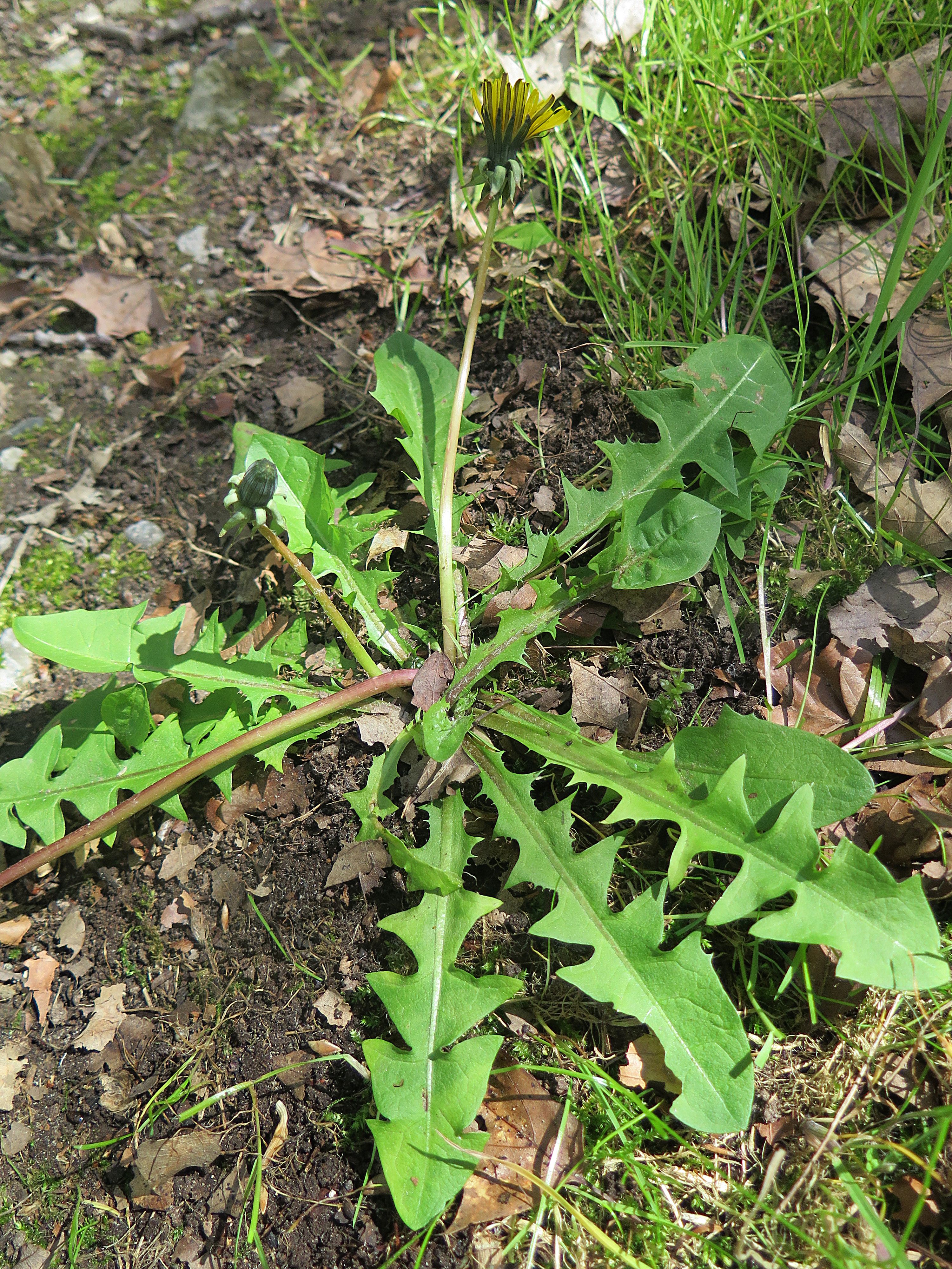 Taraxacum ekmanii (door Otto Zijlstra)