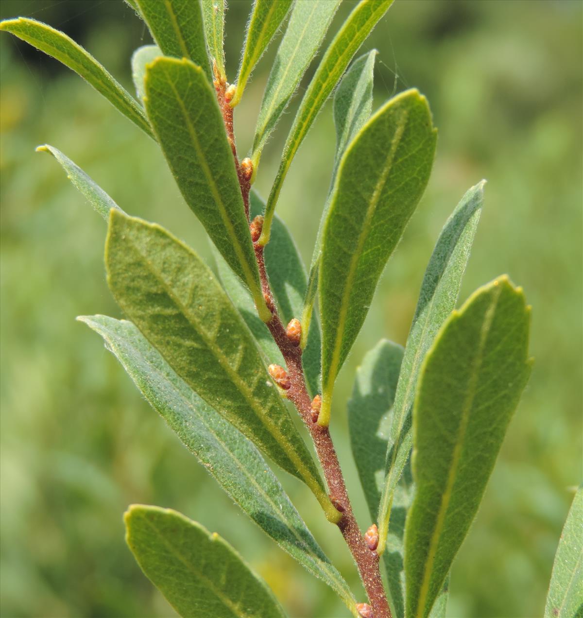 Myrica gale (door Wim van der Neut)