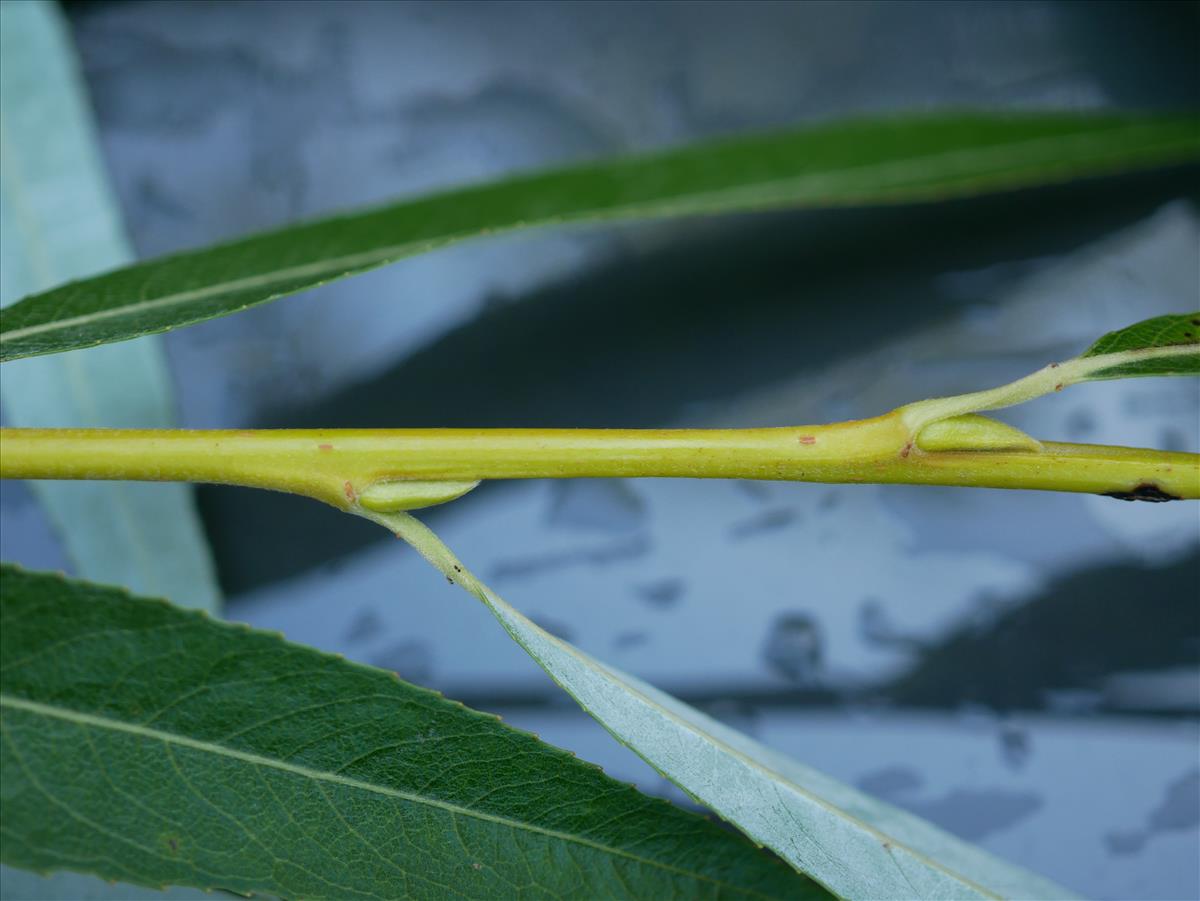 Salix x sepulcralis (door Wim van der Neut)