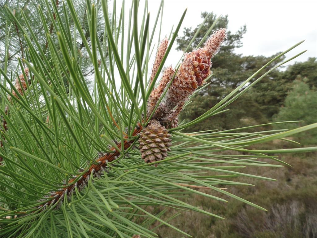 Pinus pinaster (door wim van der neut)