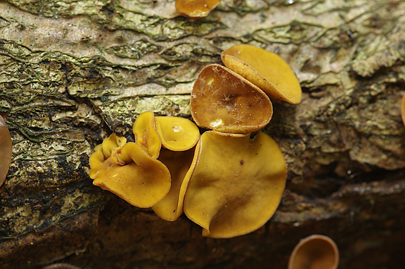 Rutstroemia bolaris (door Hans Adema)