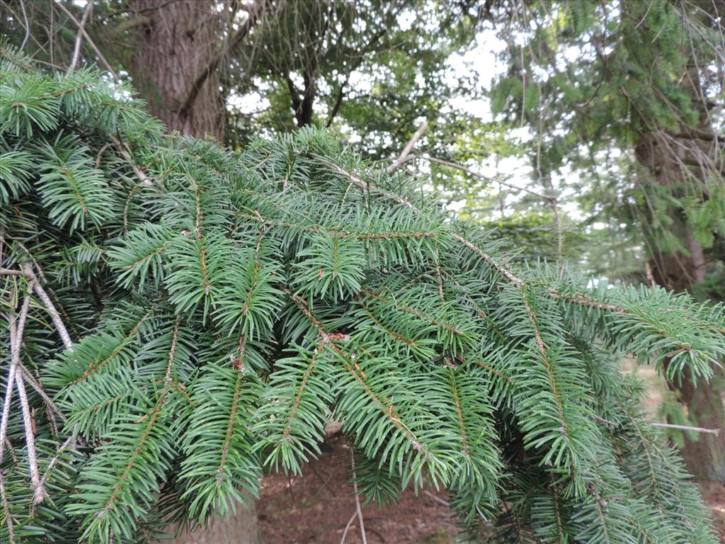 Pseudotsuga menziesii (door Wim van der Neut)