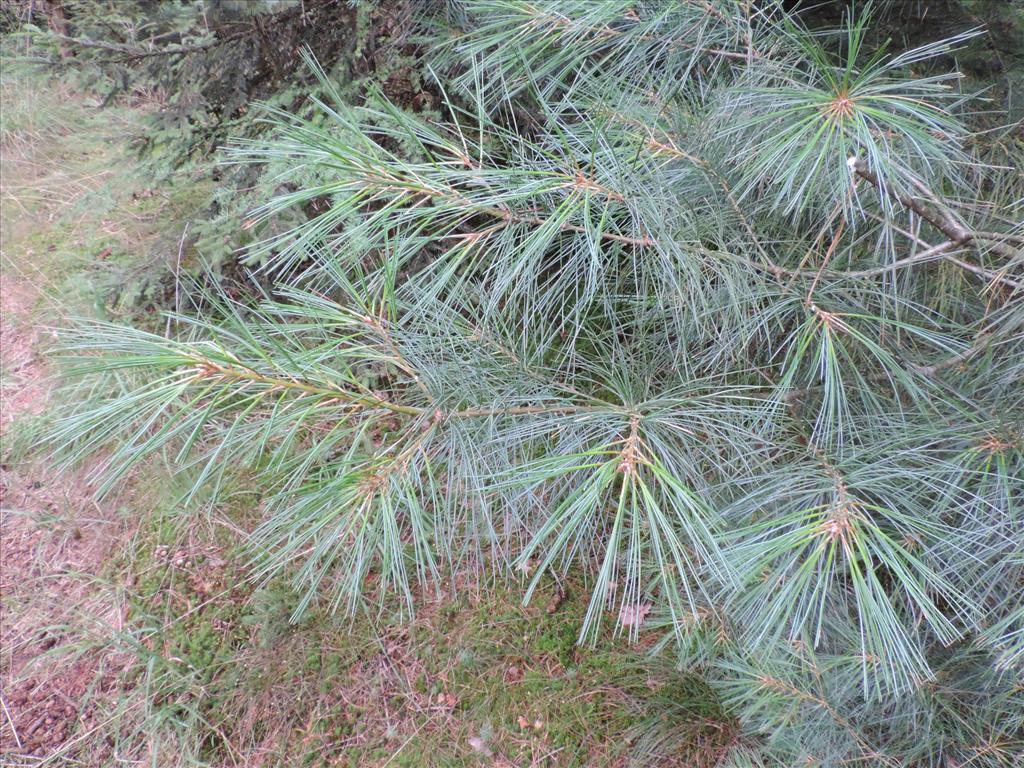 Pinus strobus (door Wim van der Neut)