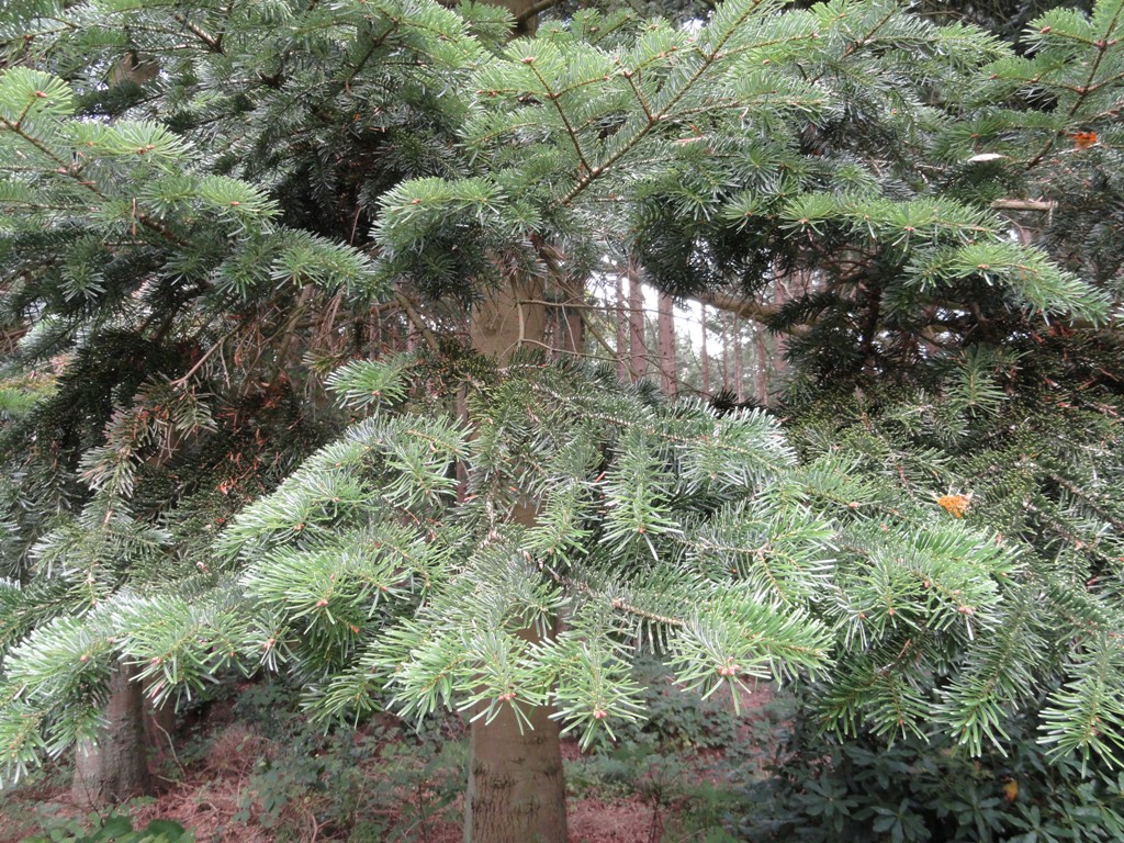 Abies nordmanniana (door Wim van der Neut)