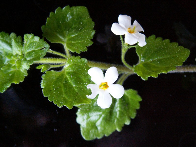 Sutera cordata (door Han Beeuwkes)