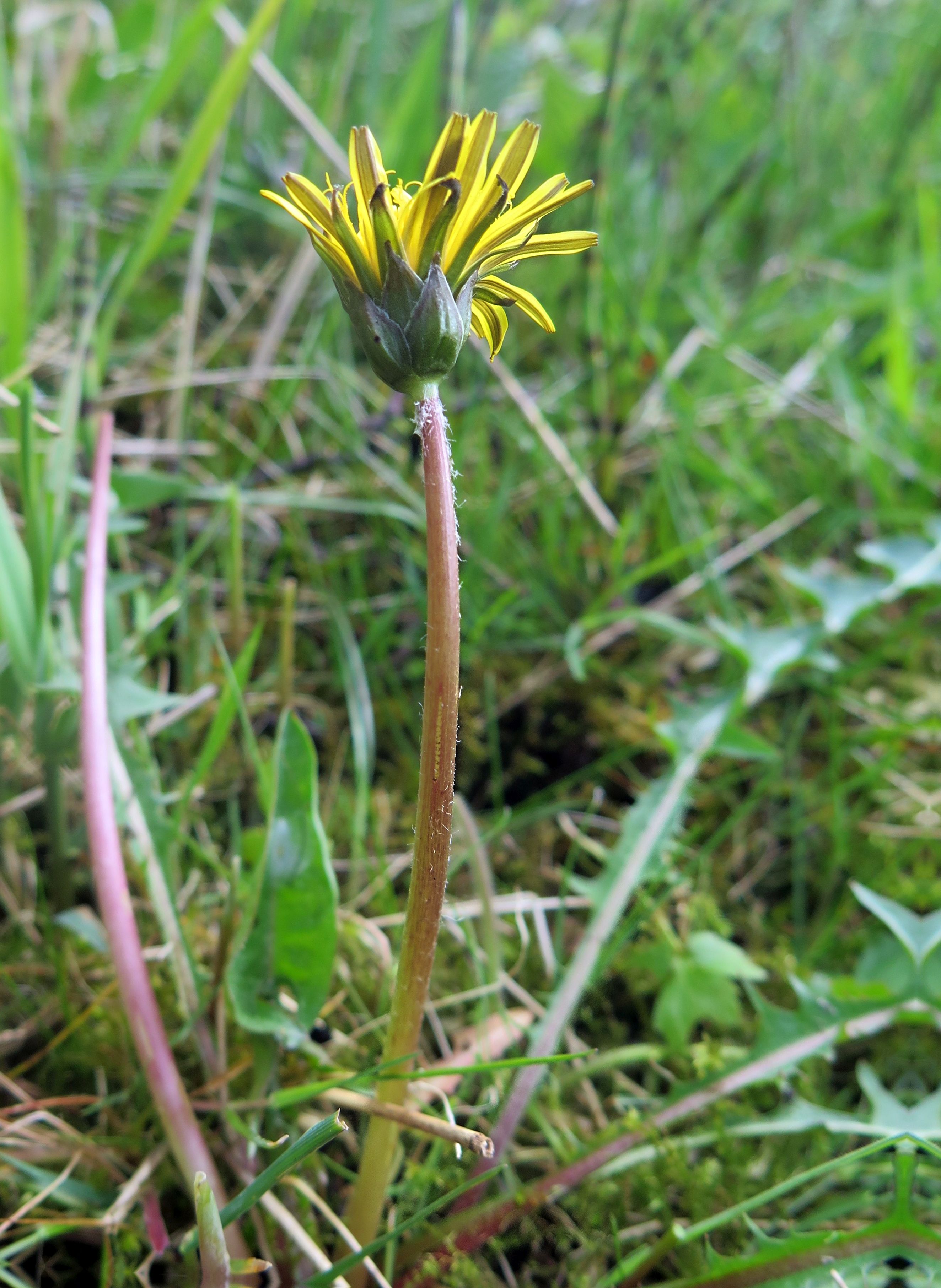 Taraxacum anglicum (door Otto Zijlstra)