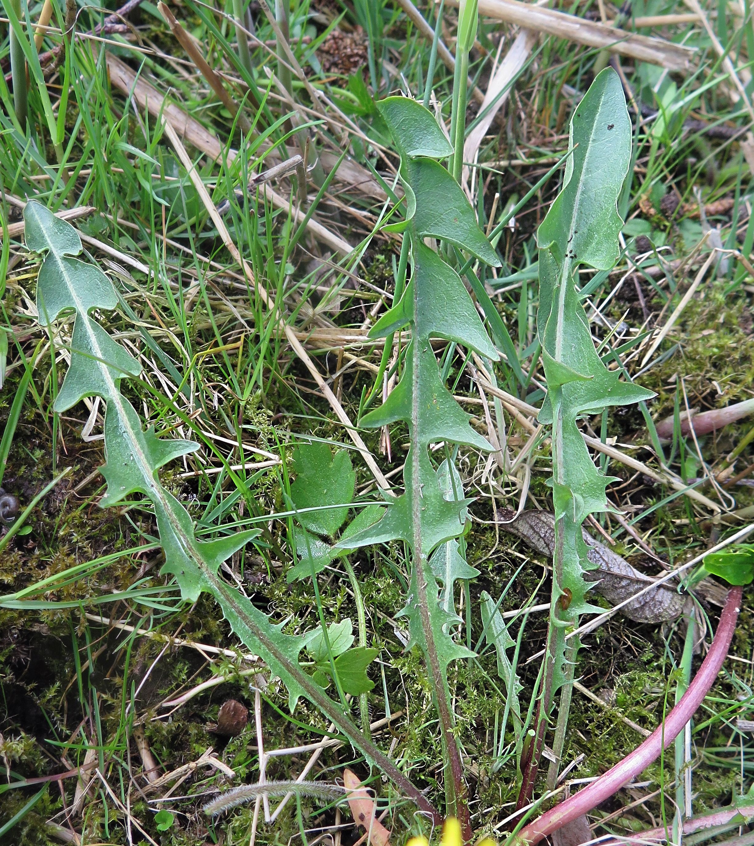 Taraxacum anglicum (door Otto Zijlstra)