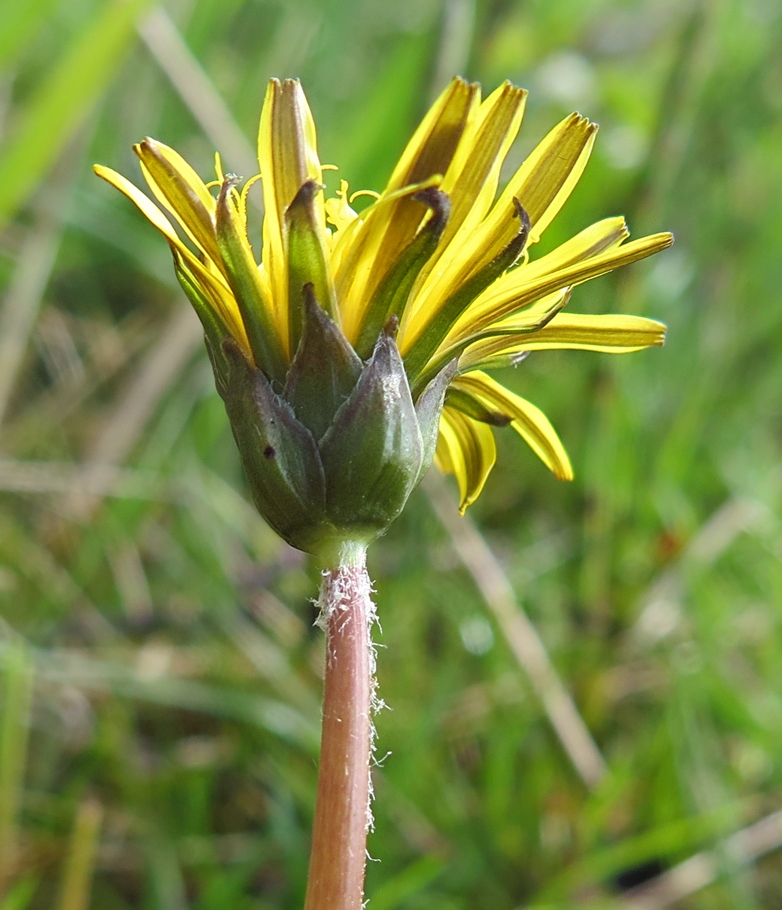 Taraxacum anglicum (door Otto Zijlstra)