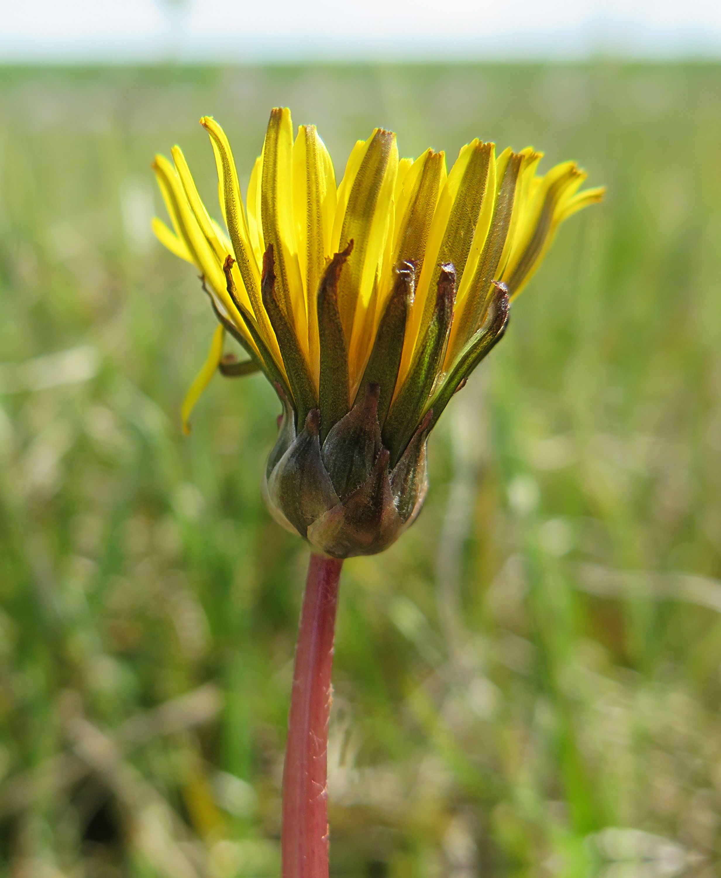 Taraxacum palustre s.s. (door Otto Zijlstra)