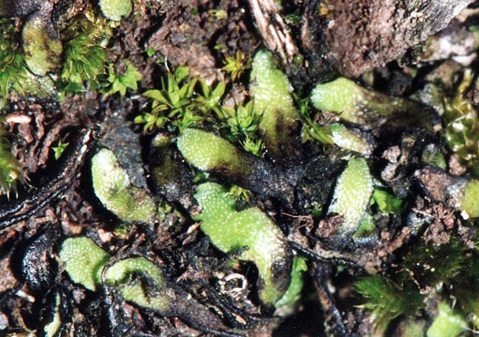 Targionia hypophylla (door Norbert Stapper)