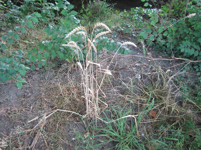 Triticum aestivum (door Grada Menting)