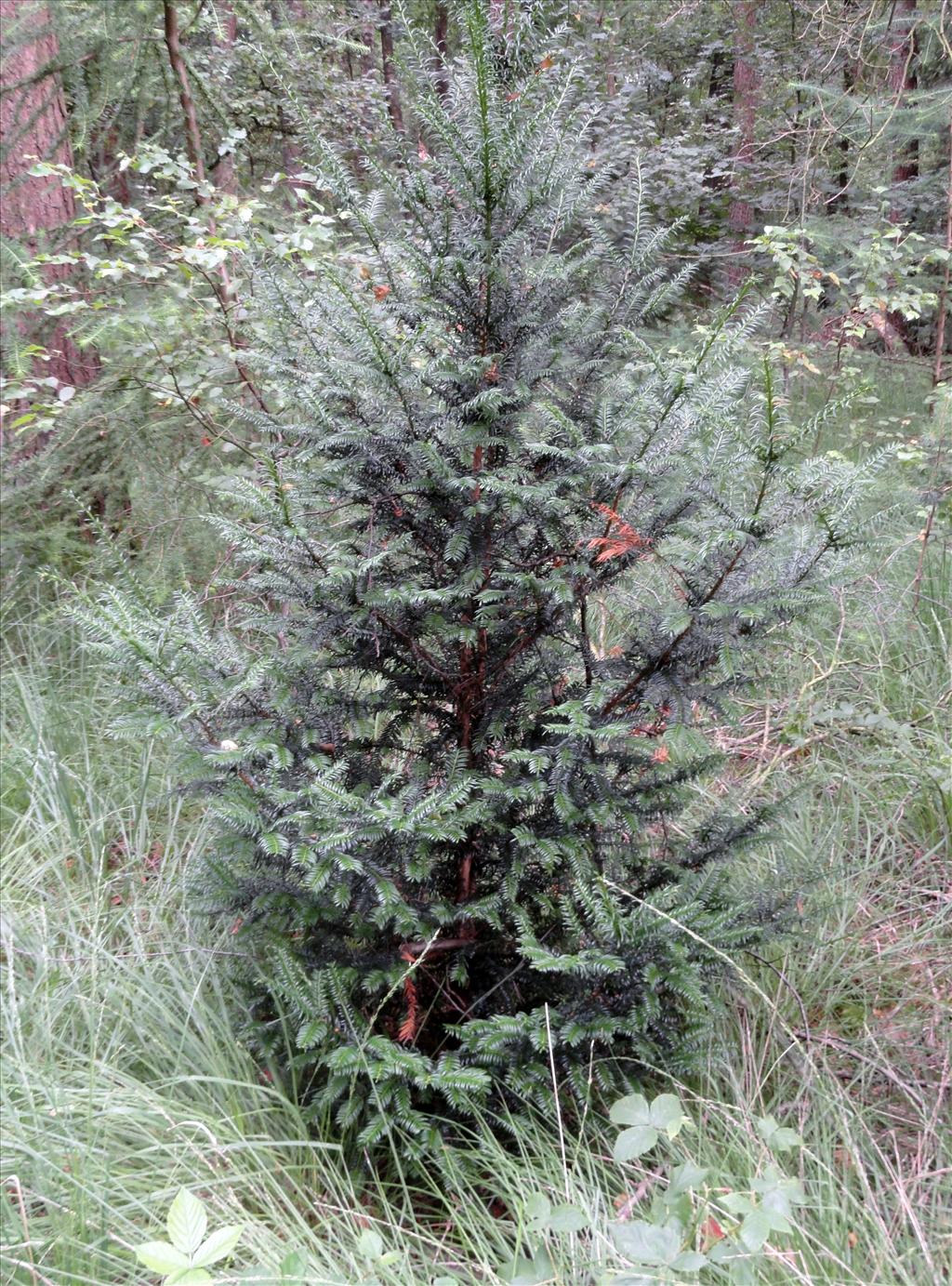 Taxus baccata (door Wim van der Neut)