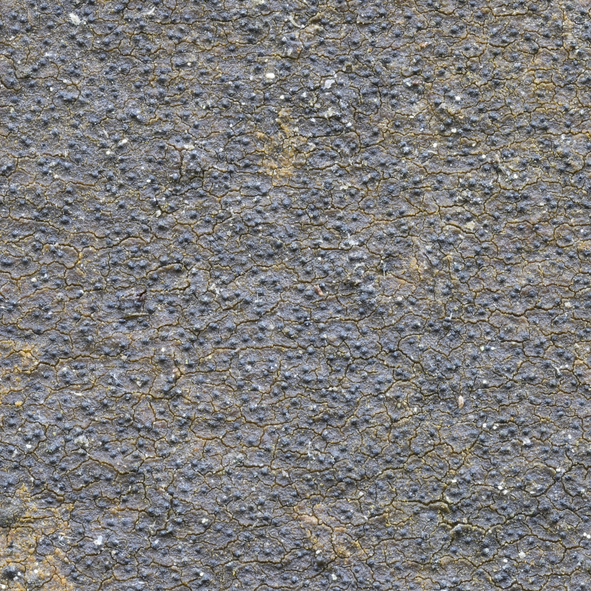 Dichoporis taylorii (door Sam Kafka)