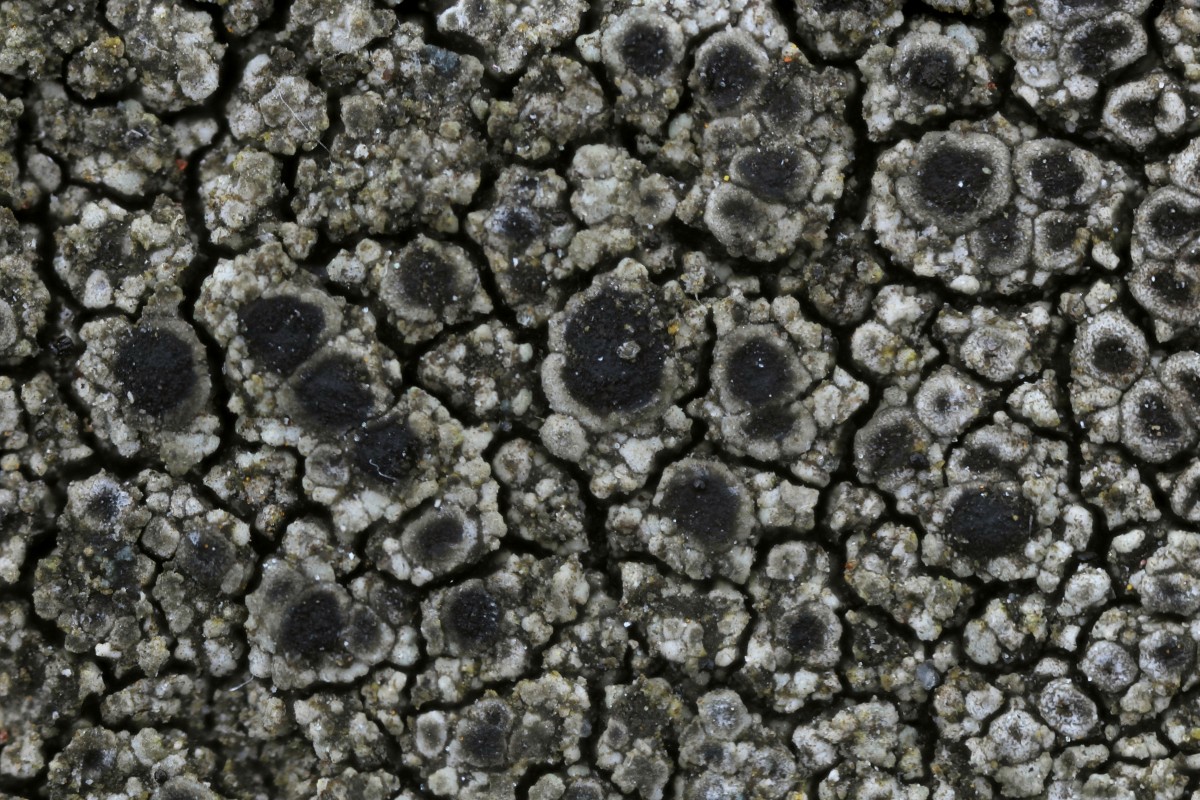 Rinodina teichophila (door Arjan de Groot)
