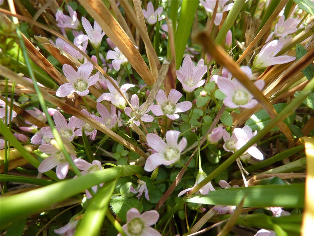 Anagallis tenella (door Koen van Zoest)