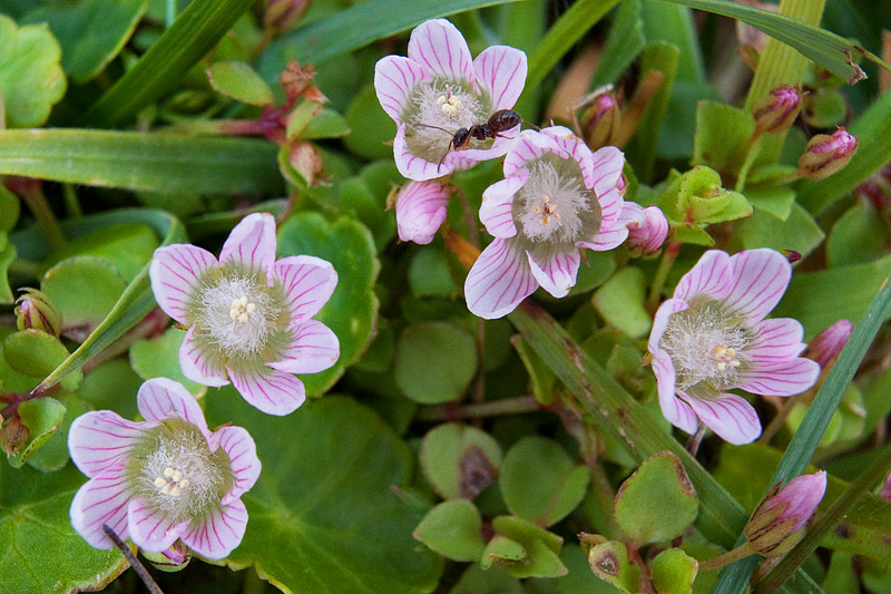 Anagallis tenella (door John Breugelmans)