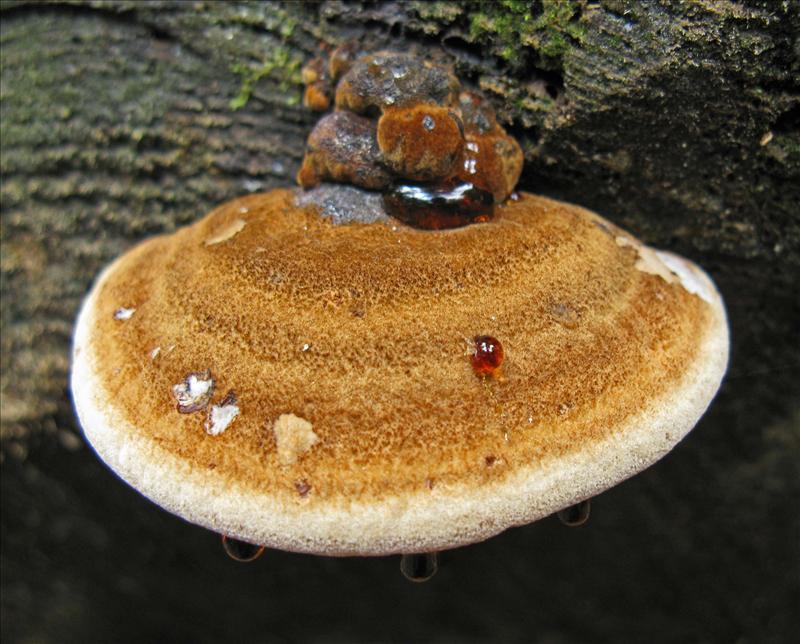 Ischnoderma benzoinum (door Hannie Wijers)