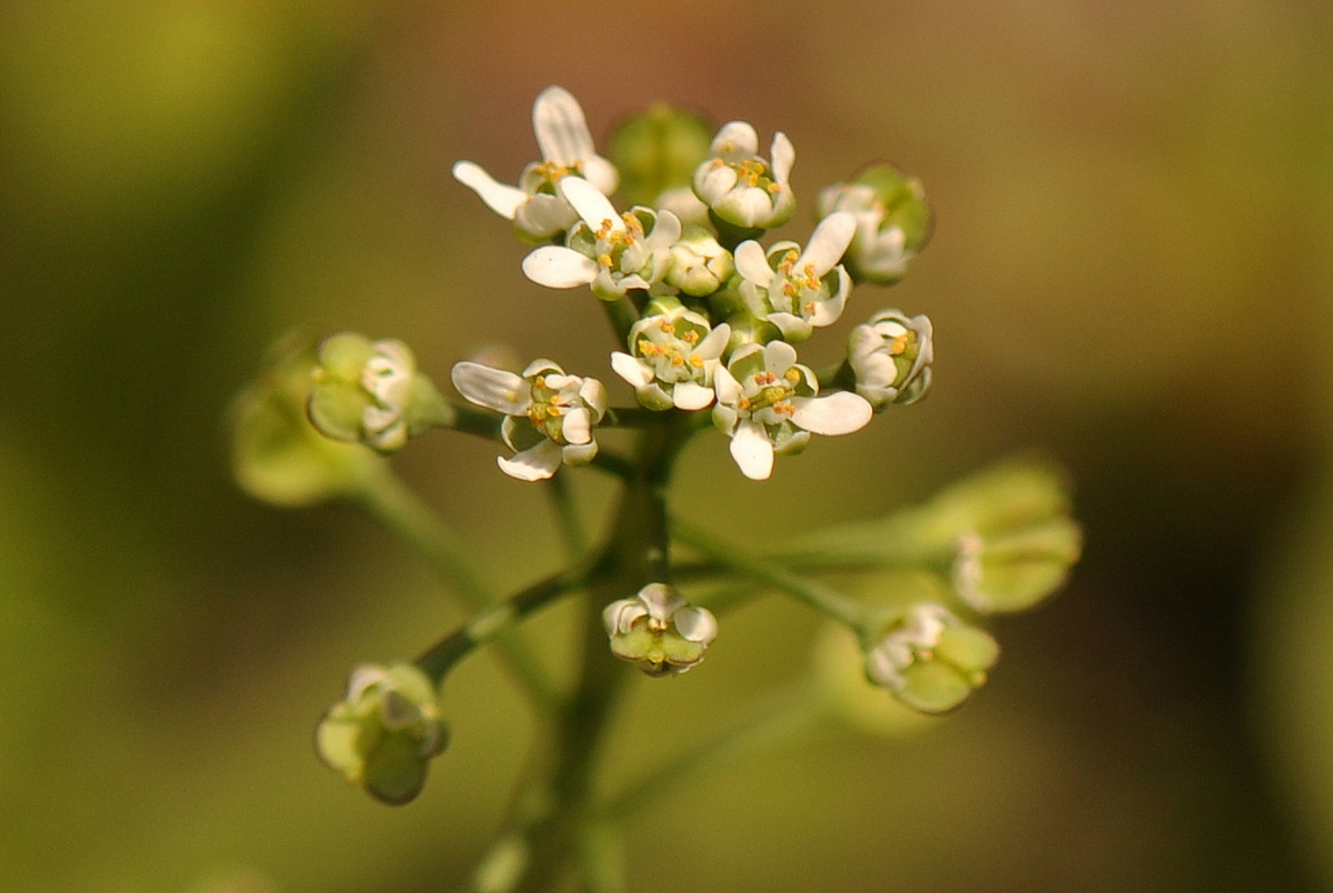 Teesdalia nudicaulis (door Willie Riemsma)