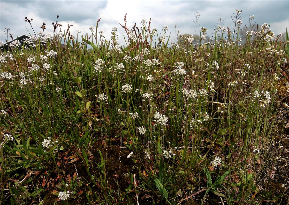 Teesdalia nudicaulis (door Willie Riemsma)