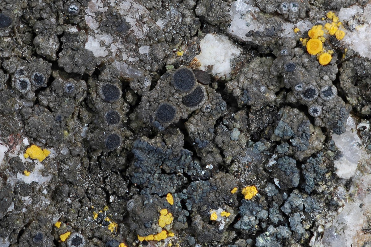 Rinodina teichophila (door Arjan de Groot)