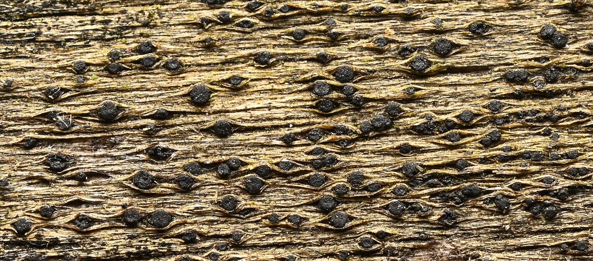 Teichosporella dura (door Laurens van der Linde)
