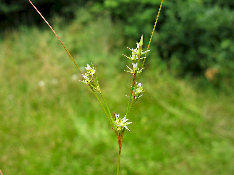 Juncus tenuis (door Grada Menting)