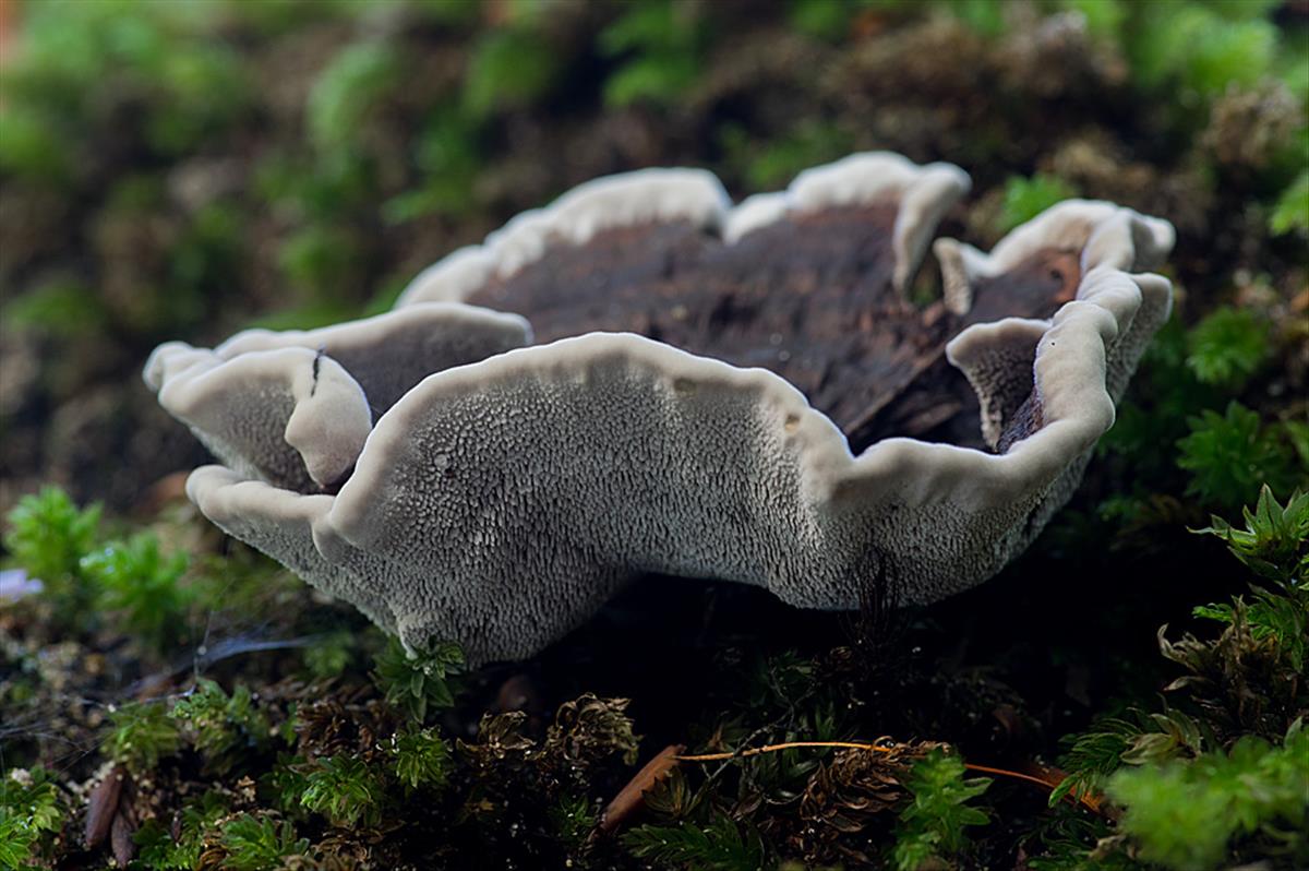 Phellodon melaleucus (door Hans Adema)