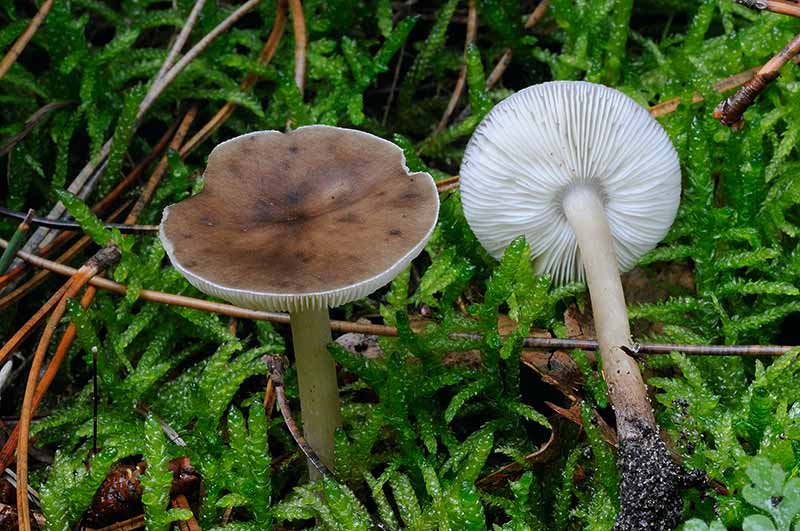 Melanoleuca rasilis (door Kik van Boxtel)