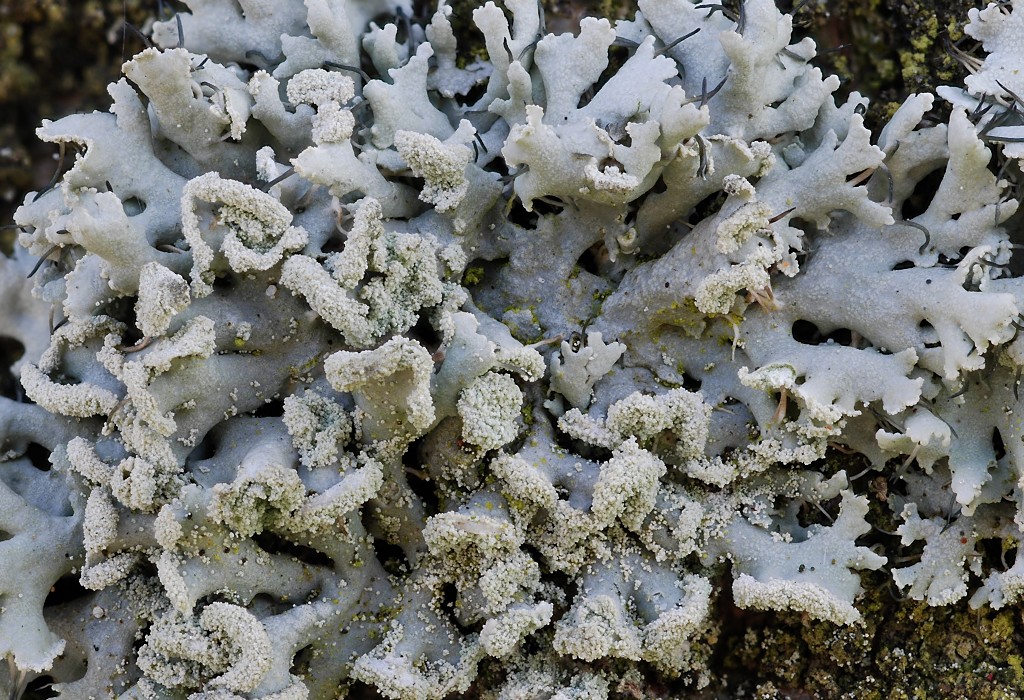 Physcia tenella (door Arjan de Groot)