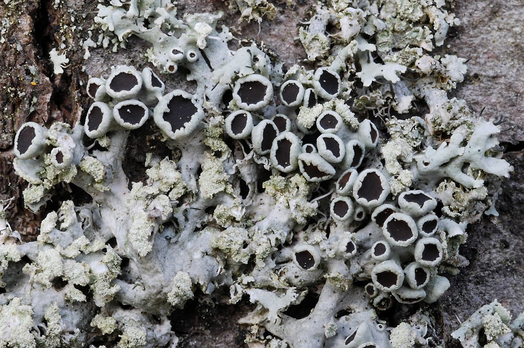 Physcia tenella (door Arjan de Groot)