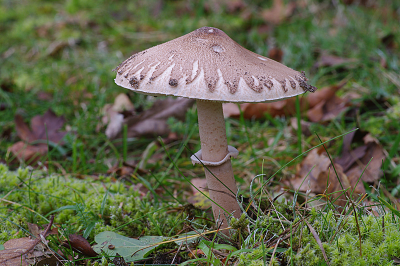 Macrolepiota mastoidea (door Hans Adema)