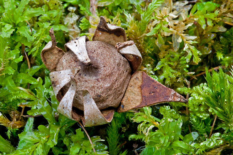 Geastrum corollinum (door John Breugelmans)