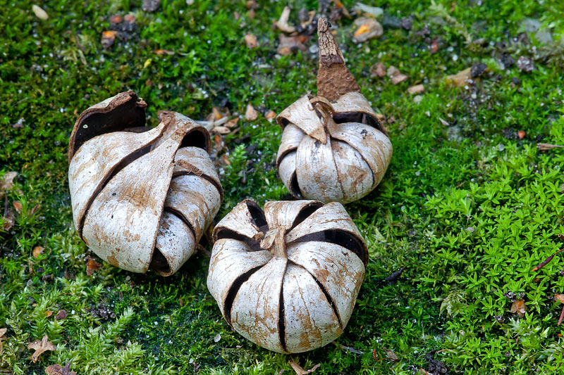 Geastrum corollinum (door John Breugelmans)