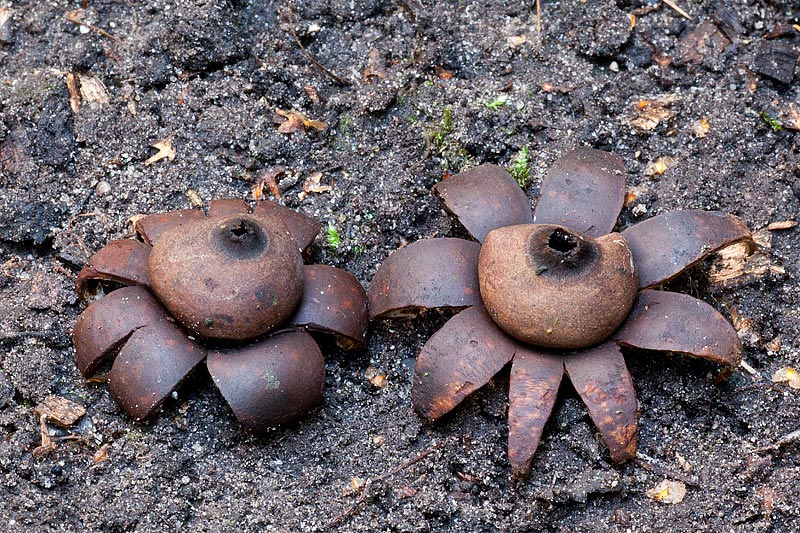 Geastrum corollinum (door John Breugelmans)