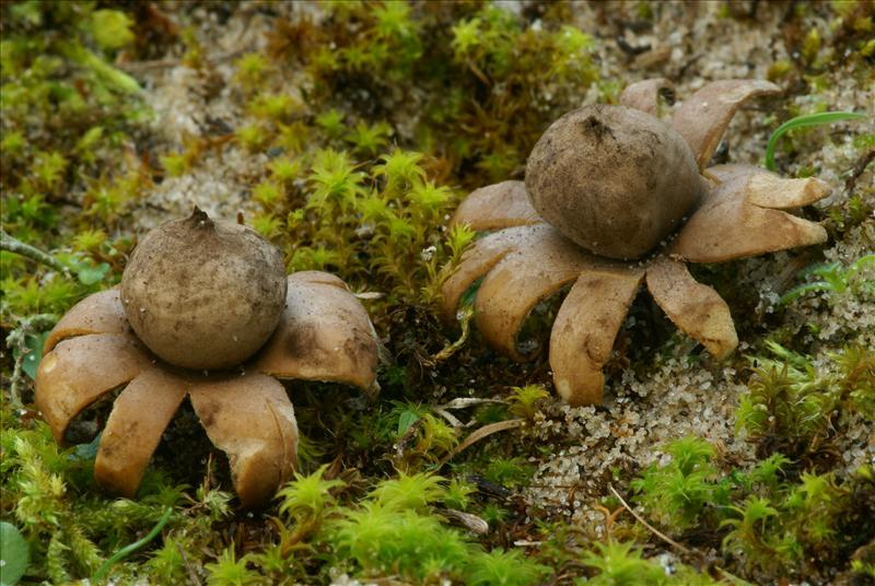 Geastrum corollinum (door Henk Remijn)