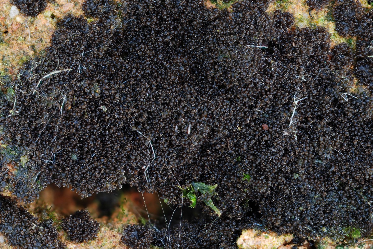 Scytinium teretiusculum (door Arjan de Groot)