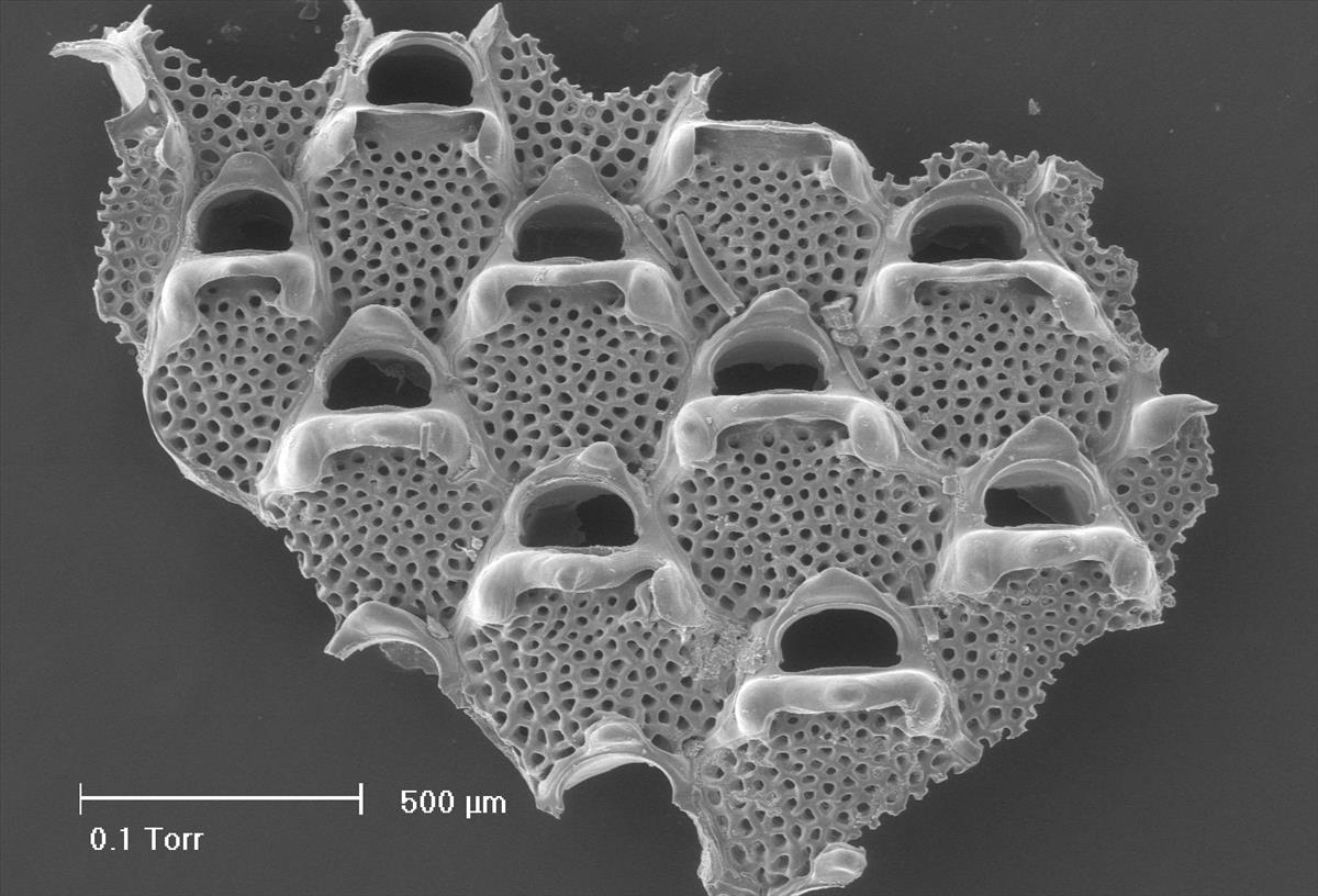 Terwasipora complanata (door Hans De Blauwe)