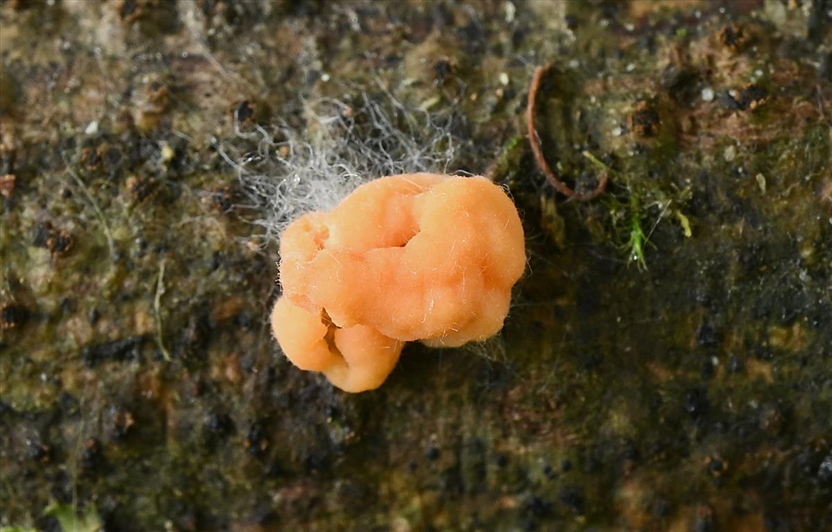 Tetragoniomyces uliginosus (door Laurens van der Linde)