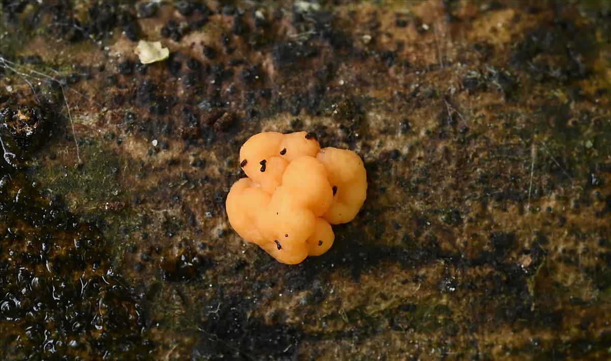 Tetragoniomyces uliginosus (door Laurens van der Linde)