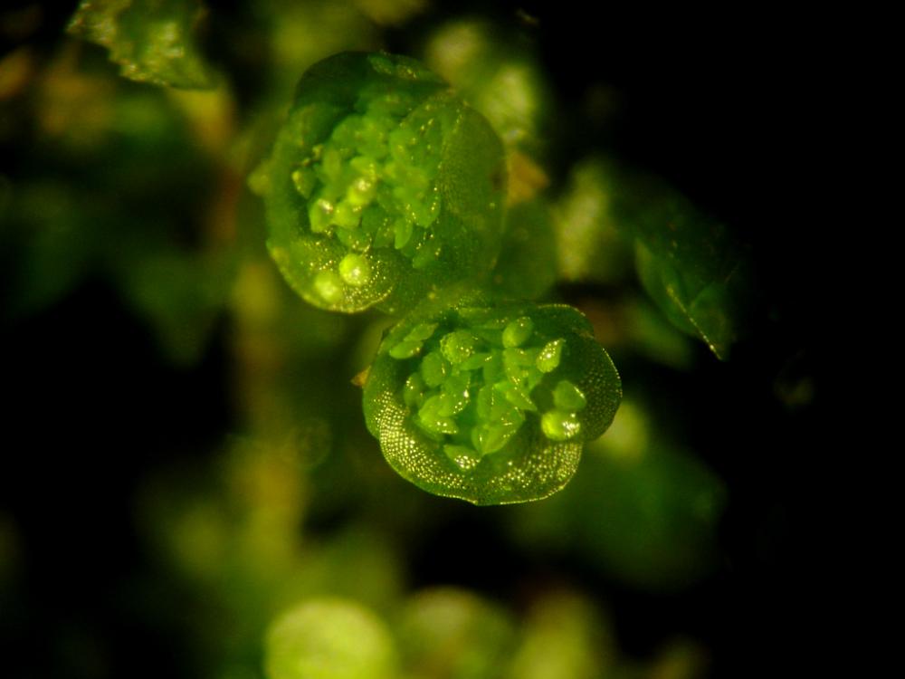 Tetraphis pellucida (door Dick Haaksma)