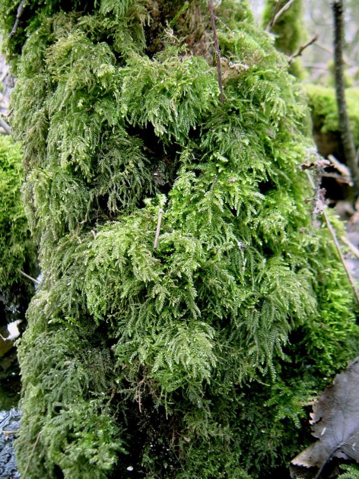 Thamnobryum alopecurum (door Dick Haaksma)