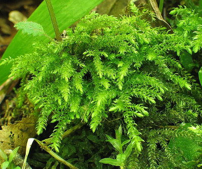 Thamnobryum alopecurum (door Andrew Spink)