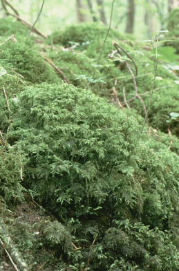 Thamnobryum alopecurum (door Klaas van der Veen)