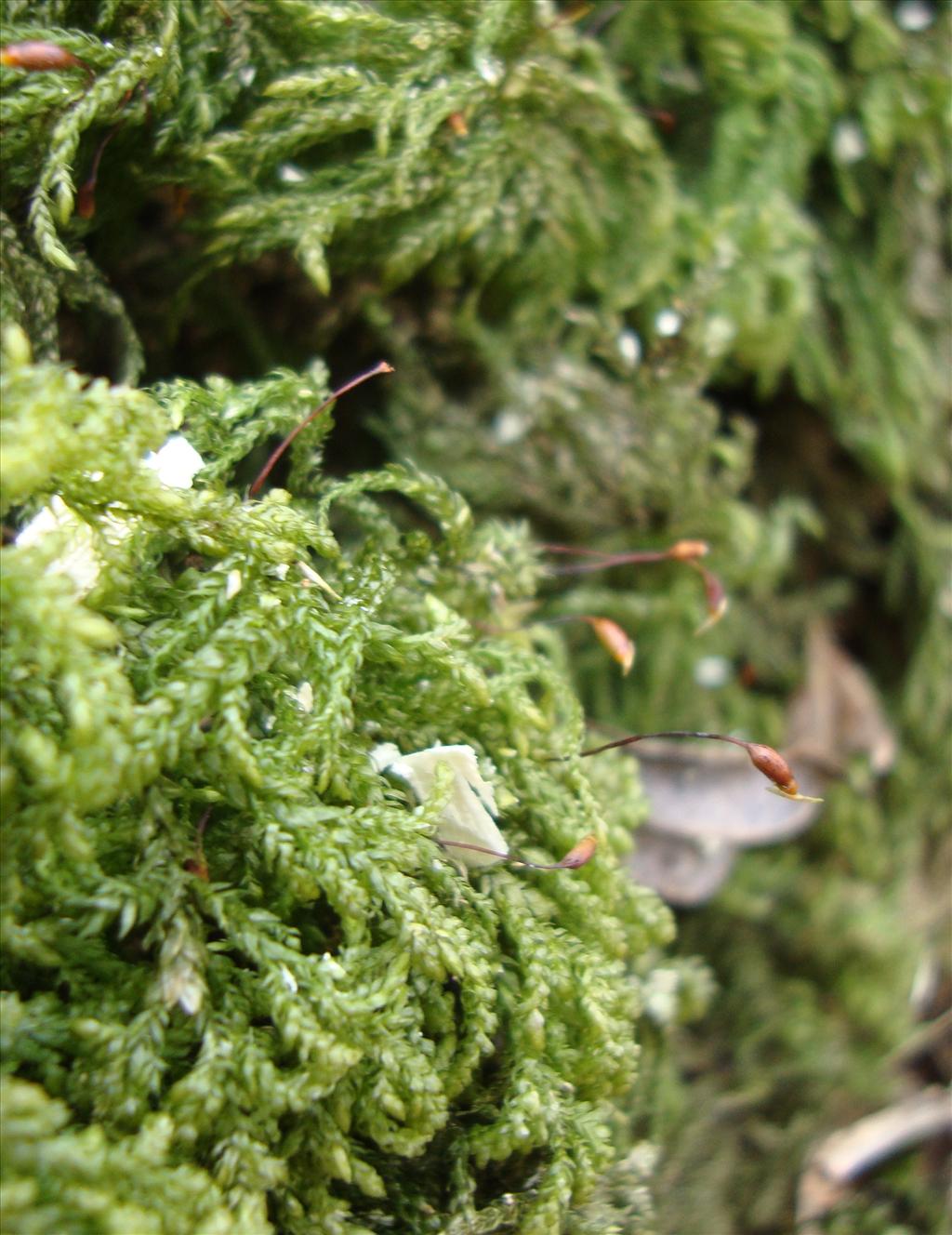 Thamnobryum alopecurum (door Hans Wondergem)