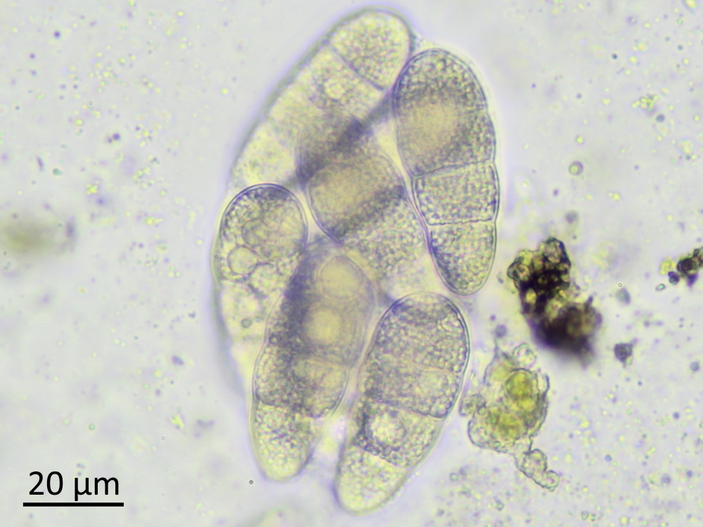 Thelidium papulare (door Ruud van Middelkoop)