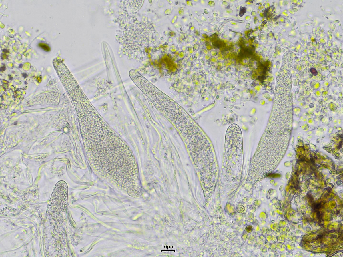 Thelocarpon intermediellum (door Wim de Groot)