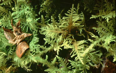 Thuidium delicatulum (door Klaas van der Veen)