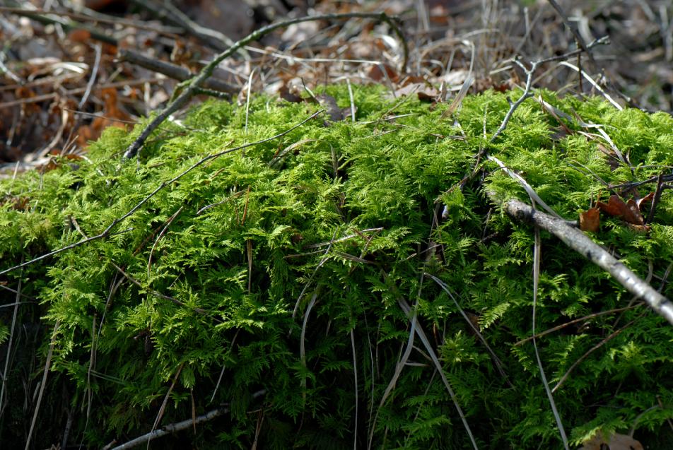 Thuidium tamariscinum (door Dick Haaksma)