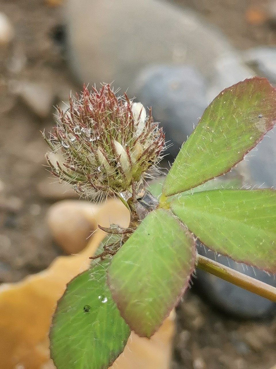 Trifolium lappaceum (door Sipke Gonggrijp)