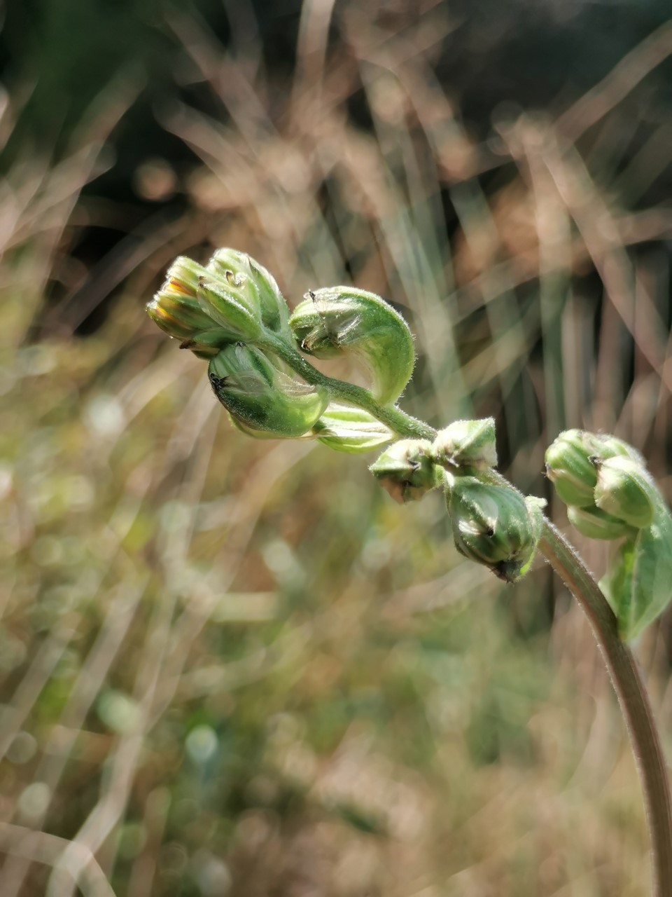 Crepis vesicaria subsp. vesicaria (door Sipke Gonggrijp)